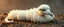 Placeholder: long fluffy slinky cloud snake with a sheeps head used as a mic
