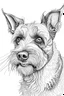 Placeholder: Detailed pencil drawing of a cheeky terrier dog