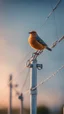 Placeholder: bird sitting on the power line, a bird so fat that the powerlines strech to the ground and power poles bend,bokeh like f/0.8, tilt-shift lens 8k, high detail, smooth render, down-light, unreal engine, prize winning