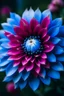 Placeholder: pink and blue dahlia flower