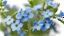 Placeholder: blue forget-me-not (myosotis) isolated on white