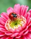 Placeholder: ladybug on pink gerbera I, rose, no background, fantasy art, delicate, macro visual, ultra realistic, cartoonish drawing, stylishly executed watercolor, in UHD format, (masterpiece, best quality: 1.4), artistic style that combines the fiery line drawing with the liveliness of watercolor. detailing, with sharp focal points and smooth even transitions. The overall feeling of dynamism and sophistication, the shooting angle is clear and expressive, golden ratio, sophistication and fiery.