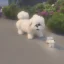 Placeholder: small, fluffy white dog leaving house