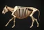Placeholder: An animal's stiffened rib, huge, 3d asset, full length