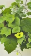 Placeholder: painting of plant english ivy with yellow flowers