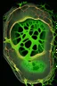 Placeholder: neural plate emerging from the ectoderm