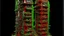 Placeholder: Organismo vertical que asciende mediante desplazamientos laterales, generando vacíos estructurales, pasarelas visibles y una fachada saturada de micro‑ritmos, con acentos rojos y verdes que irrumpen la masa mineral.