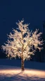 Placeholder: The ice tree shimmers in the light of the lights , a white rose