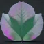 Placeholder: transparent multicolor crystal rose leaf