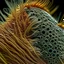 Placeholder: A stunning microscopic photography of natural textures.