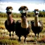 Placeholder: ostriches animals