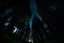 Placeholder: in the perspective of being in the forest with a glimpse of the dark blue night sky but looking straight into the forest.