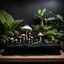Placeholder: A Terarrium standing on a wooden table, the wall behind it is black, inside the terarrium are tropical plants placed horizontally at the back wall. the floor of the terarrium is covered in black sand, on the black sand a bunch of exotic looking mushrooms are growing