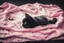 Placeholder: double exposure, merged layers, painted and burned burlap, cute chibi anime black and white cat lying on a pink blanket, melting watercolor and black ink outlines on wet paper, soft, shading strokes, in sunshine, ethereal, otherwordly, cinematic postprocessing, bokeh, dof