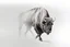 Placeholder: Bison walking towards viewer's right, on white background, fades out on the left