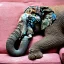 Placeholder: elephant sleeping on sofa