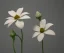 Placeholder: Flower 3d rendering