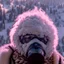 Placeholder: Yeti in an elastomeric respirator, Kananaskis Country