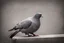 Placeholder: sitting Pigeon by ignasi monreal