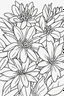 Placeholder: coloring page for kids, Ixora, thick outline, low details, no shading, no color