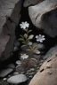 Placeholder: small beautiful flowers grow out of cracks in the grey stones and rocks