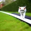 Placeholder: Cat motorway