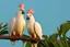 Placeholder: cockatoos, tropical paradise island, sunset