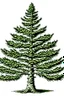 Placeholder: vector image of a spruce tree