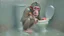 Placeholder: hybrid of human and chimp flushes toilet over and over