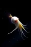 Placeholder: a realistic small white squid with long tentacles floating in a black ocean with bursts of color surrounding