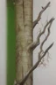 Placeholder: Realistic drawing with colored pencils of a tree on a white background