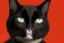 Placeholder: cat in a black business suit. portrait.