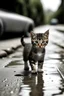 Placeholder: small cat with water in the road