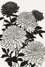 Placeholder: outline art of Chrysanthemums only black and white, no colour , White background. sketch style, clean line art, white background, no shadow and clear, no people, no colour, for book