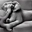 Placeholder: elephant sleeping on sofa