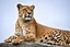 Placeholder: a cougar in a royal lion position