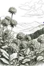 Placeholder: Flowers surrounded by mountains in the Mala Fatra, Slovakia, under Veľký Rozsutec mountain, sketch drawing