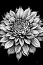 Placeholder: Ambrosia flower BLACK WITHE DRAWING