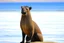 Placeholder: "kangaroo sea lion"