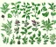 Placeholder: Vector plants and herb set illustration. Watercolor illustration.