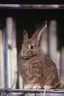 Placeholder: half human::20 rabbit::5 combined within one animal::30", super realistic, old grainy photo of real animal that is wild and angry to be on stage with other humans