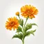 Placeholder: calendula flower on white background, illustration