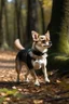 Placeholder: chihuahua going on a walk in the woods alone