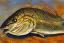 Placeholder: Northern pike painting with face