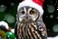 Placeholder: Owl wearing a Christmas hat