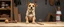 Placeholder: carpenter muffin dog