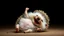 Placeholder: Realistic Hedgehog Lying On His Back And Laughing