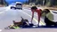 Placeholder: lady giving CPR to injured deer on highway I90