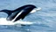 Placeholder: A train to cross the ocean where dolphins are jumping.