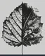 Placeholder: Leaf design